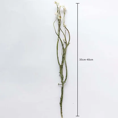 Dried green stem flowers shown with 35cm to 40cm height measurement for accurate placement in decorative arrangements.