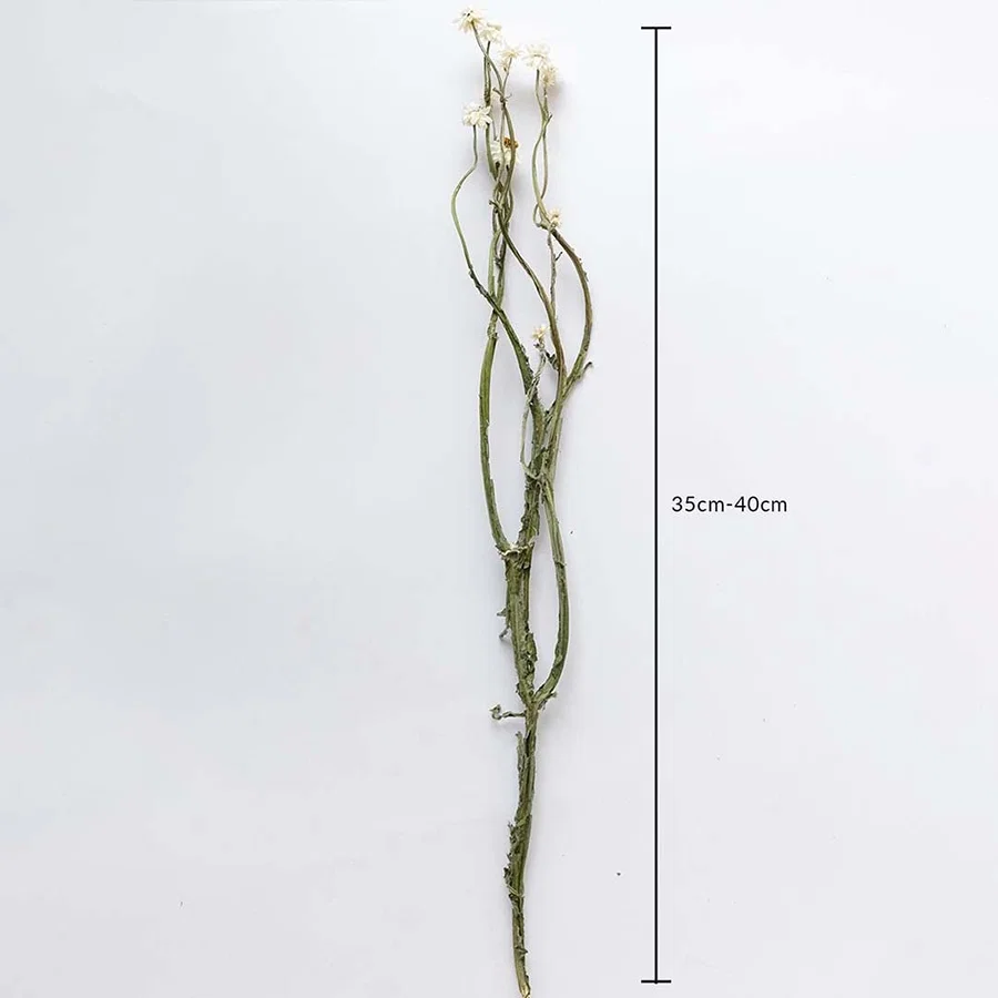 Dried green stem flowers shown with 35cm to 40cm height measurement for accurate placement in decorative arrangements.