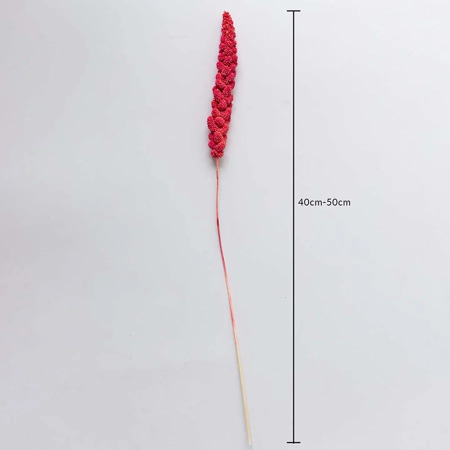Pink dried millet stem 40-50cm length shown on white background for size dimension natural dried flower decor accent.