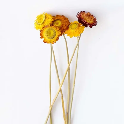 Closeup of a yellow dried daisy head showing textured petals and natural detail perfect for vibrant organic interior decor.