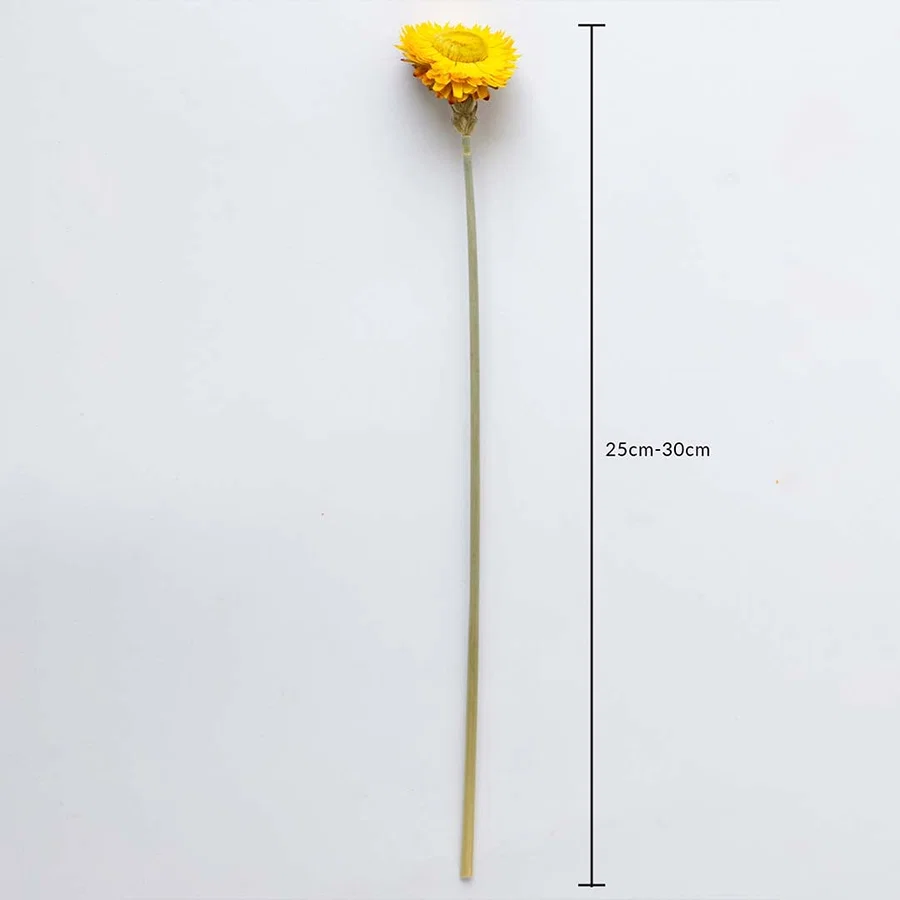 Yellow dried daisy stem on a white background with 25 to 30cm height shown for natural decorative home use.