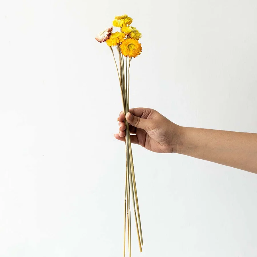 Hand holding bright yellow dried helichrysum strawflower stems for rustic farmhouse mantel arrangement on white backdrop.