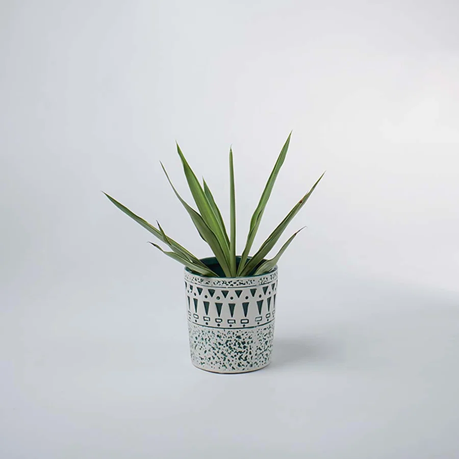 White and teal ceramic planter with geometric pattern styled in a soft minimal setup adding modern charm to home decor.