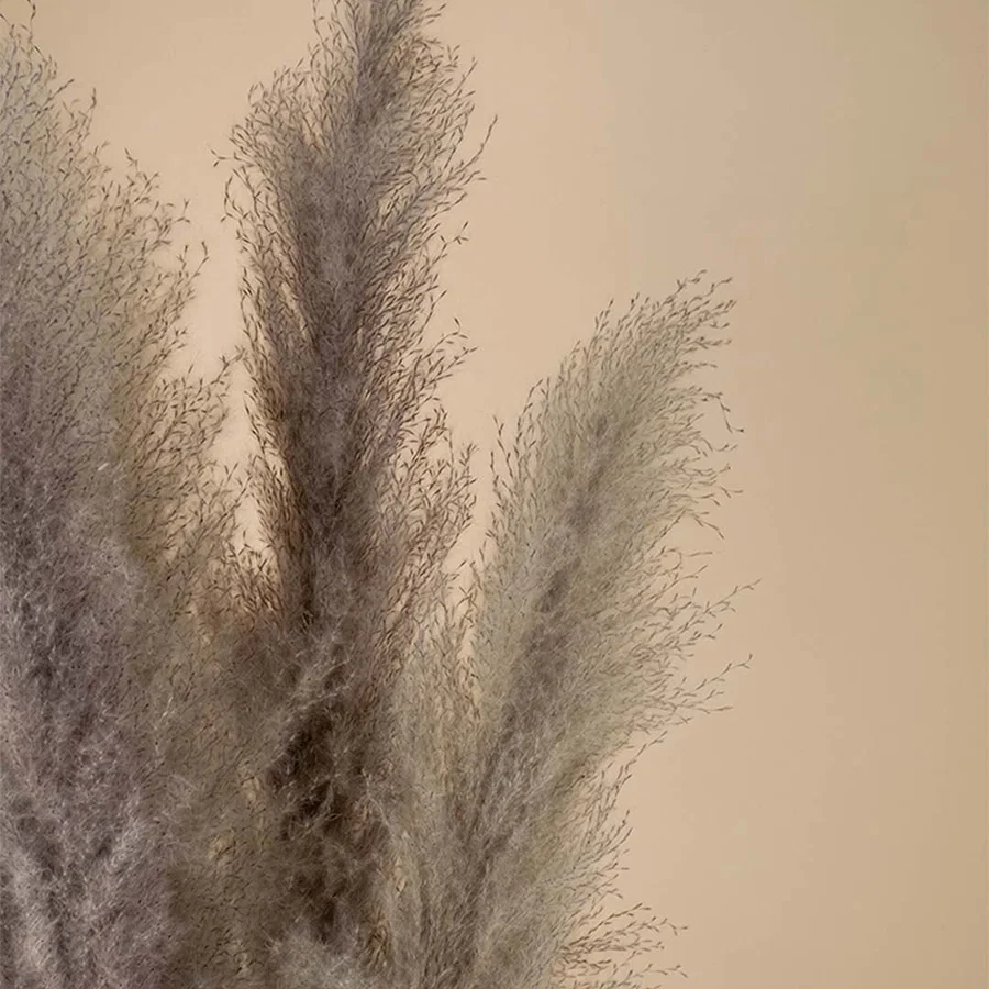 Closeup view of grey pampas grass plumes showing soft fluffy texture and natural look for modern home decoration.