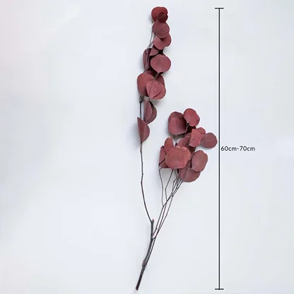 Deep red dried eucalyptus stems on a white background with 60 to 70cm height shown for natural interior decoration use.