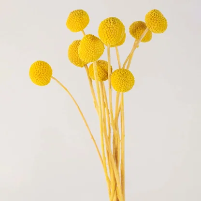 Closeup view of yellow dried flowers with textured round petals and stems perfect for vase styling and home decoration.