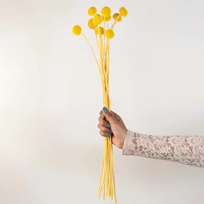 Hand holding bright yellow dried craspedia billy buttons stems bouquet for cheerful modern tabletop vase decoration.