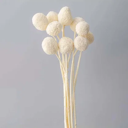 Fluffy cream white dyed dried craspedia billy buttons stems bundle for elegant minimalist bedroom vase decoration.