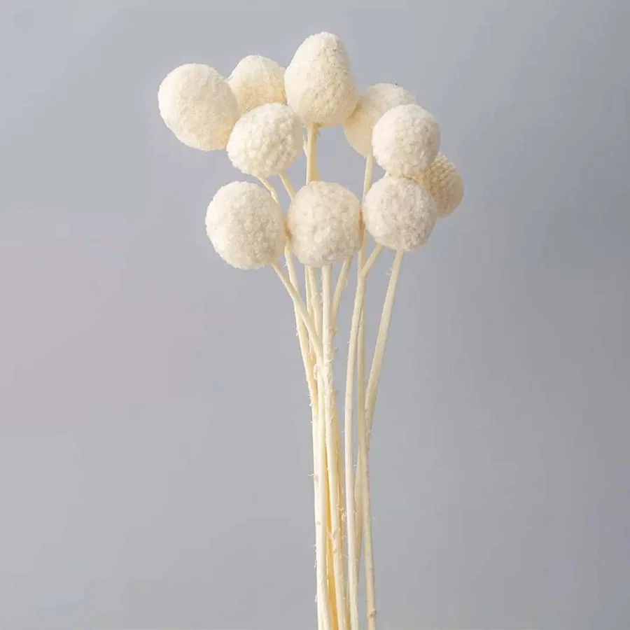 Fluffy cream white dyed dried craspedia billy buttons stems bundle for elegant minimalist bedroom vase decoration.