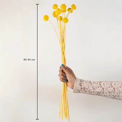 Yellow dried flower bunch with natural stems shown on white background with 40 to 45 cm height measurement dimensions.