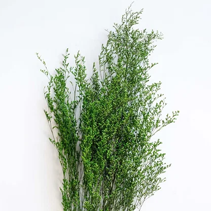 Detailed closeup of green dried foliage stems showcasing natural leafy texture against white background floral decor.