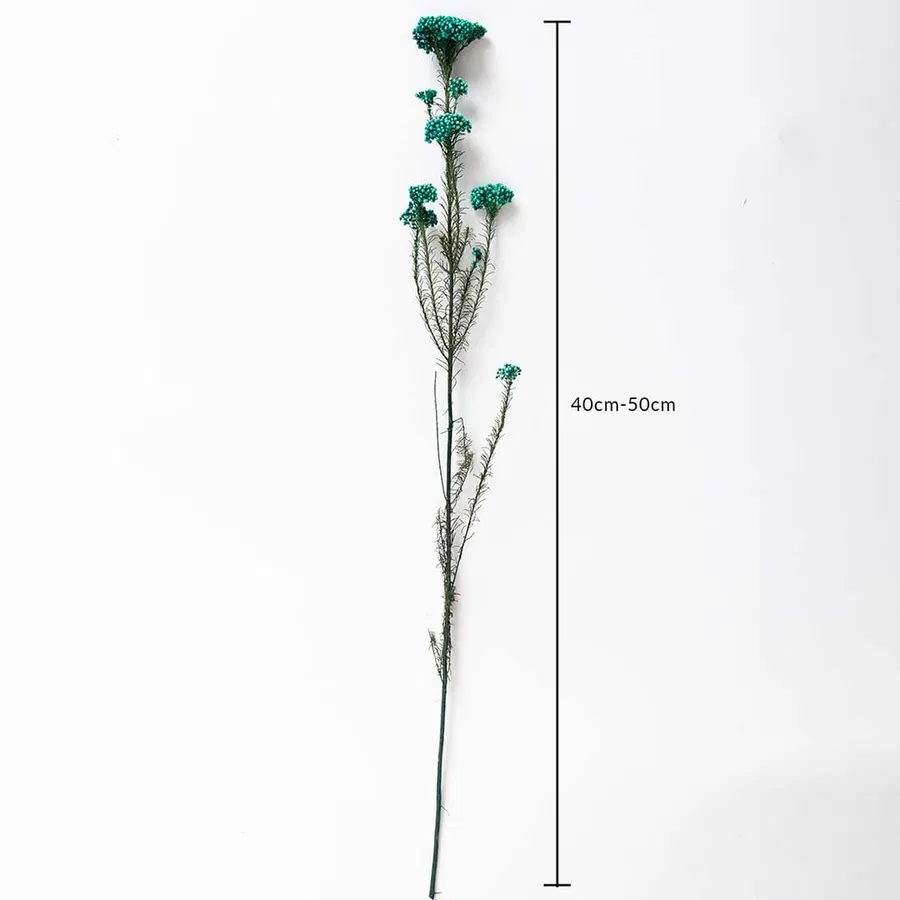 Green dried statice flower stem 40-50cm length displayed on white background for size dimension dried floral decor.