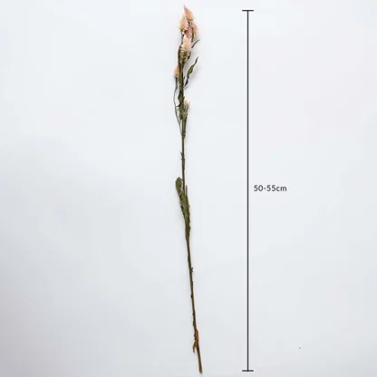 Dried flower featuring a long single stem shown with a height of 40 cm displayed on a clean background creating a minimal natural décor accent ideal for modern and simple styling.