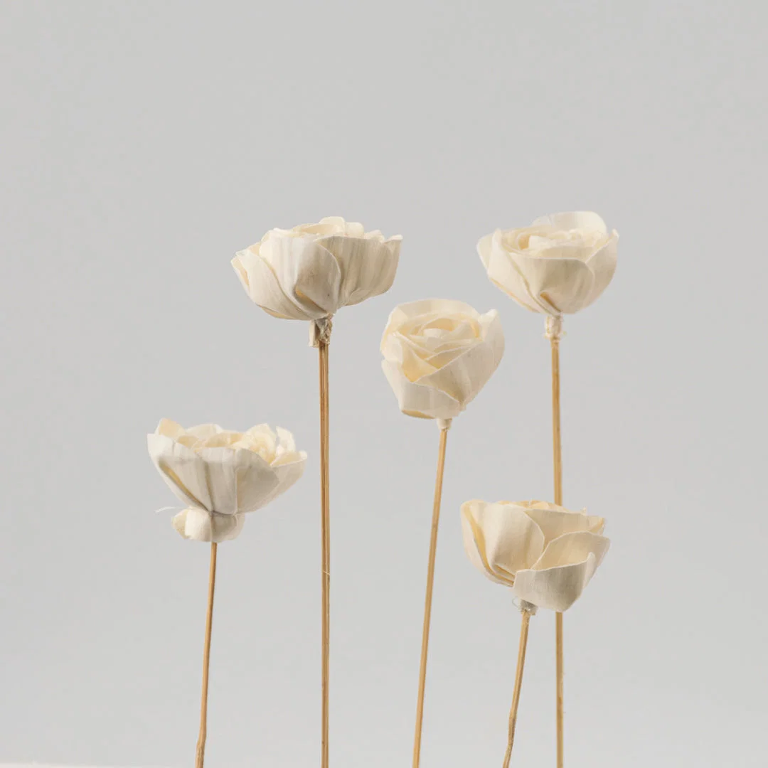 Five cream white handmade sola wood peony flower stems standing together for luxury modern tabletop vase decor on white background.