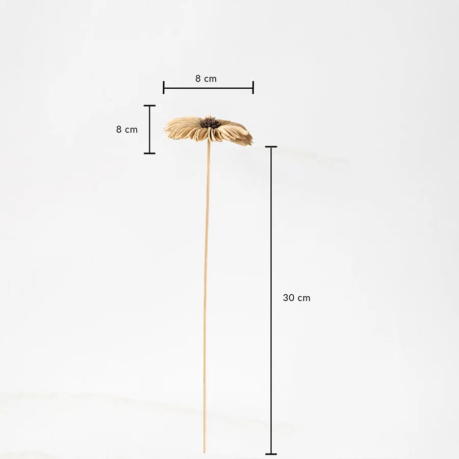 Dried flower stem with beige petals and brown center shown with 30 cm height and 8 cm width on white background.
