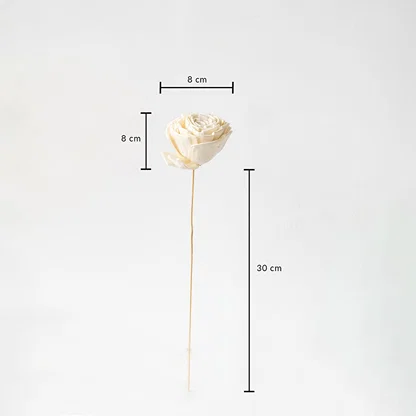 White dried flower stem with 30 cm height and 8 cm width shown on white background with measurement dimensions.
