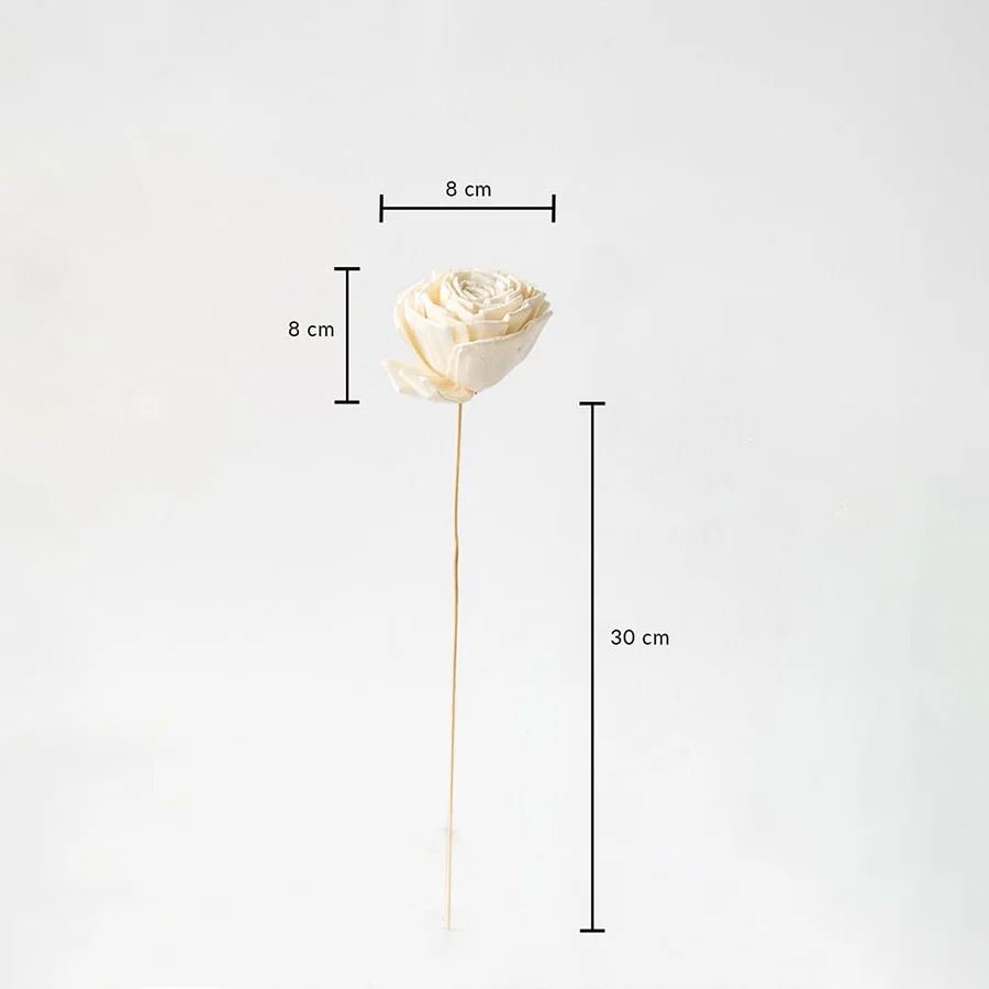 White dried flower stem with 30 cm height and 8 cm width shown on white background with measurement dimensions.