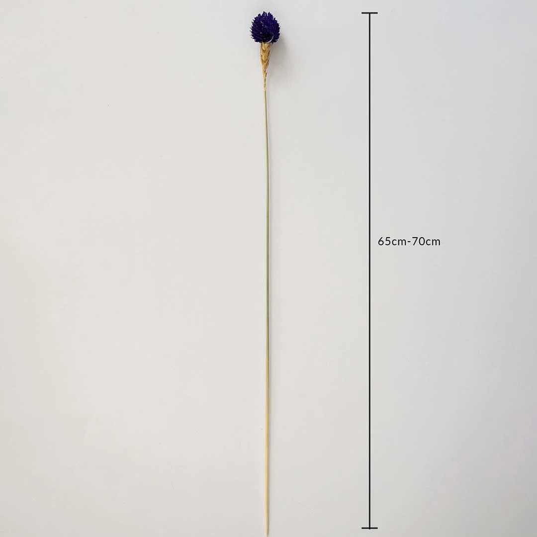 Purple dried globe thistle stem 65-70cm length displayed on white background for size dimension dried floral decoration.