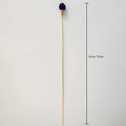 Purple dried globe thistle stem 65-70cm length displayed on white background for size dimension dried floral decoration.