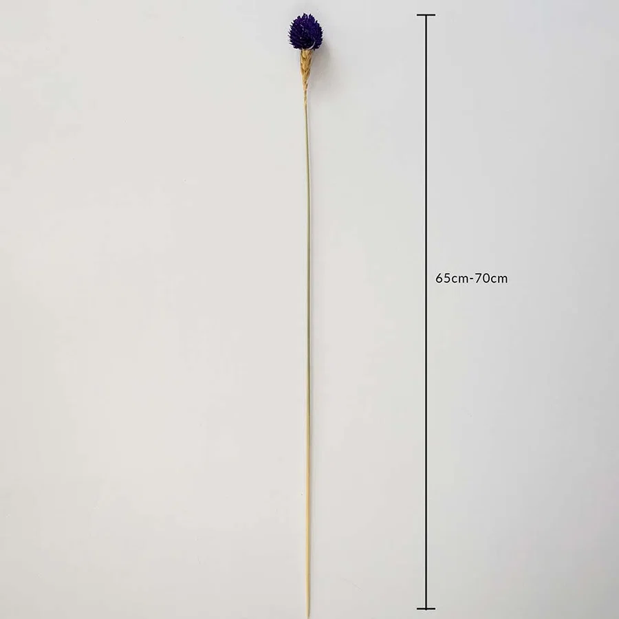 Purple dried globe thistle stem 65-70cm length displayed on white background for size dimension dried floral decoration.
