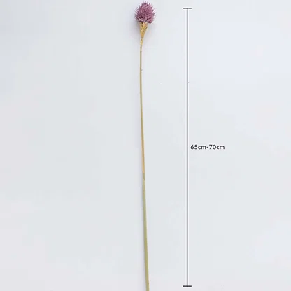 Purple dried flower stem on a white background with 65 to 70cm height shown for natural decorative home use.