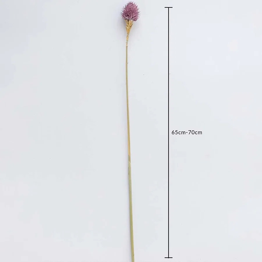 Purple dried flower stem on a white background with 65 to 70cm height shown for natural decorative home use.