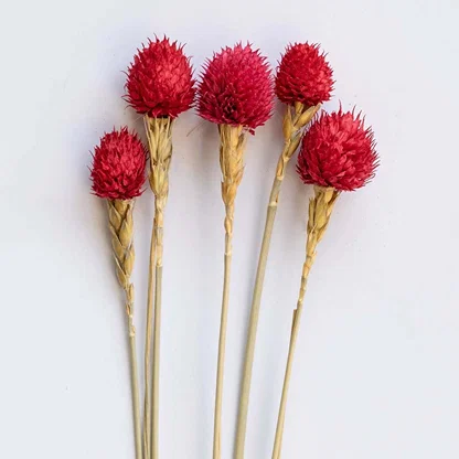 Closeup of a red dried flower head showing textured natural detail perfect for bold organic interior decoration.