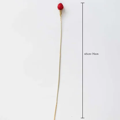 Red dried flower stem on a white background with 65 to 70cm height shown for natural decorative home use.