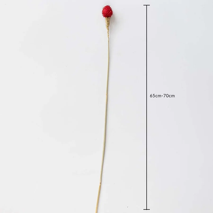 Red dried flower stem on a white background with 65 to 70cm height shown for natural decorative home use.