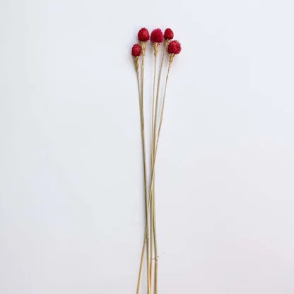 Four vibrant red dried craspedia billy buttons stems for modern festive holiday tabletop vase decor on white background.