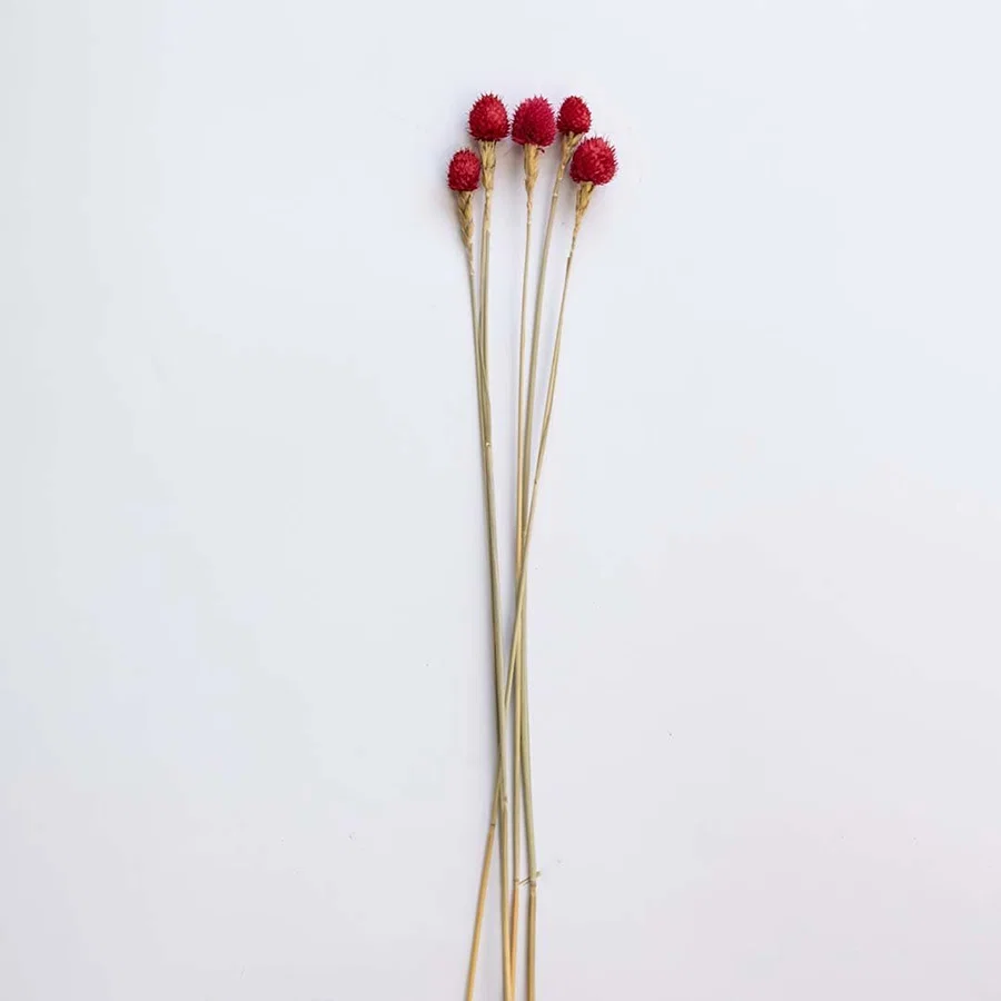 Four vibrant red dried craspedia billy buttons stems for modern festive holiday tabletop vase decor on white background.