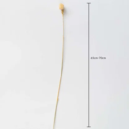 Beige dried flower stem on a white background with 65 to 70cm height shown for natural decorative home use.