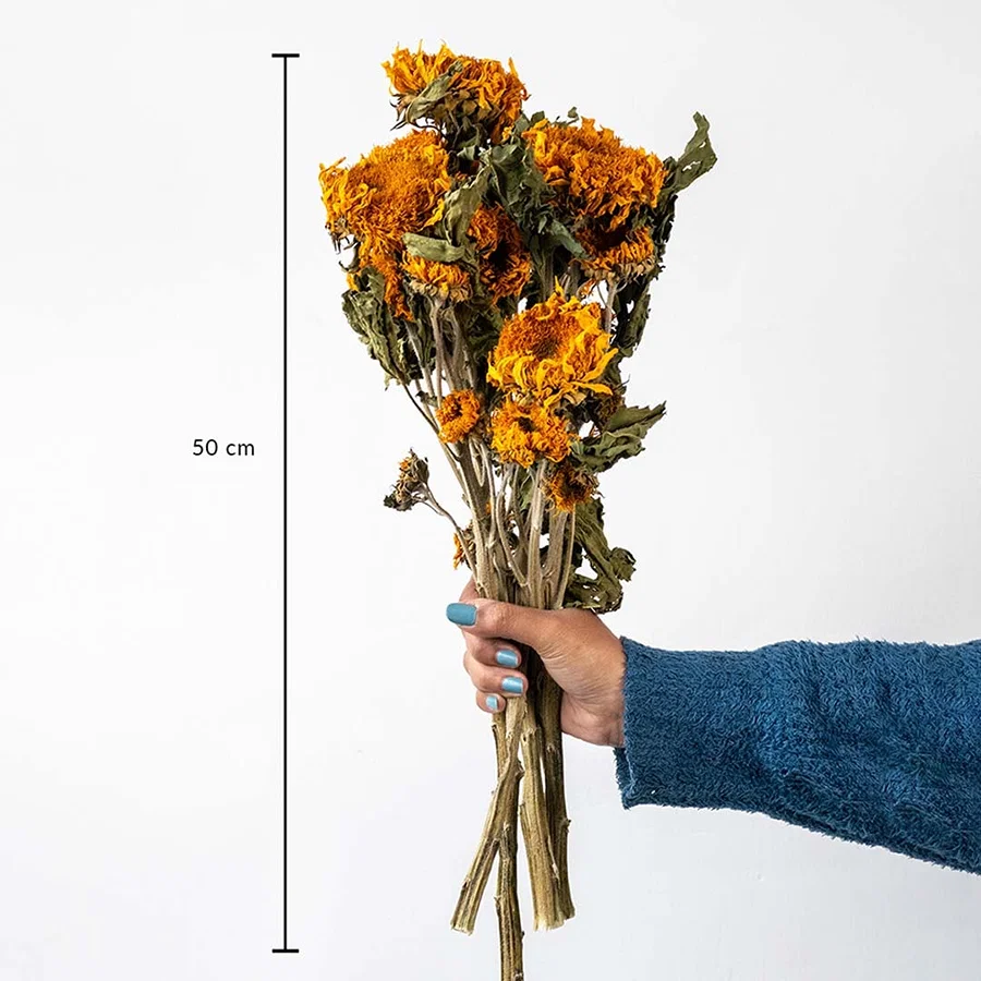 Orange dried marigold bunch on a white background with 50cm height shown for natural decorative home use.