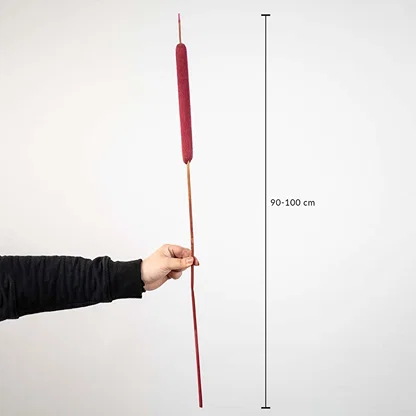 Red cattail dried flower stem measuring 90–100 cm length shown with scale – tall natural pampas style grass decor.