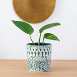 Harley Vase - Medium