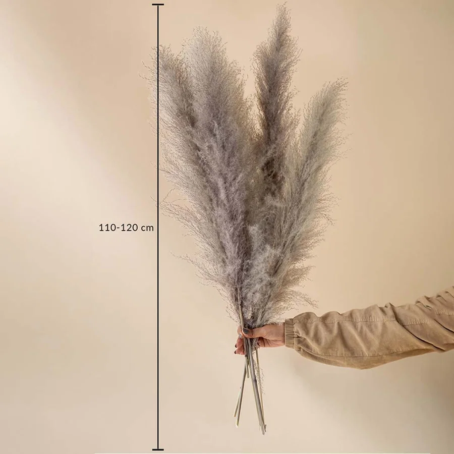 Grey pampas grass stems 110 to 120 cm long shown on beige background for decor height and styling reference.