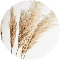 Pampas