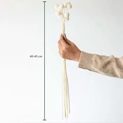 White dried flower bunch with natural stems shown on white background with 40 to 45 cm height measurement dimensions.