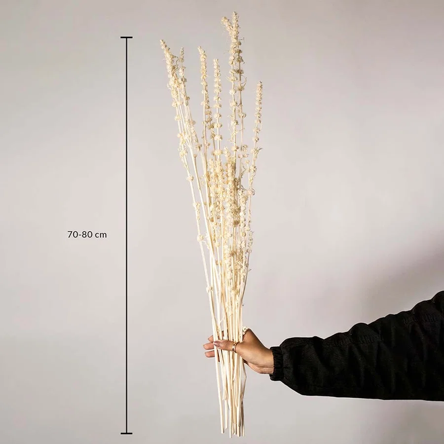 Cream white handmade shaved wood spiral stems showing a seventy to eighty centimeter height measurement on white backdrop.
